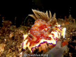 Nudi by Nautilus King 